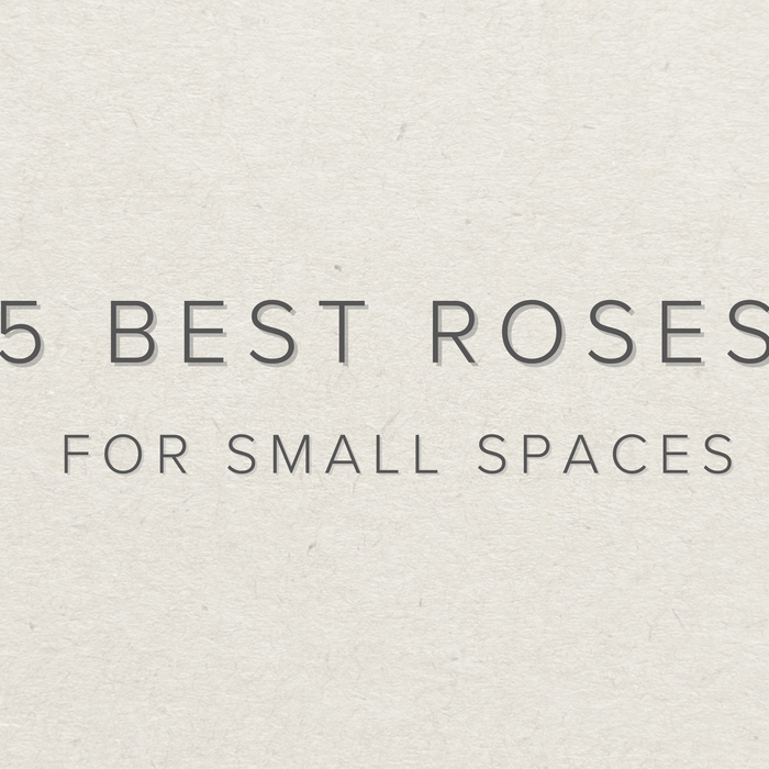 5 Best Roses for Small Spaces