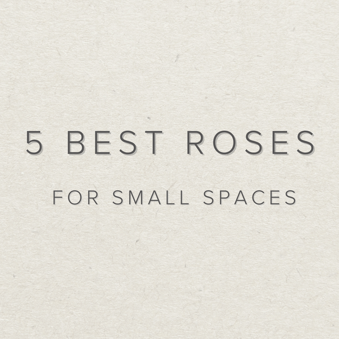 5 Best Roses for Small Spaces